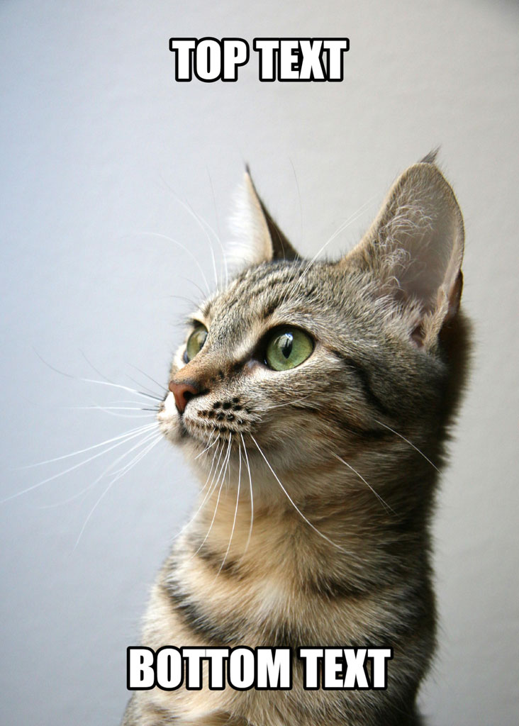 A grey cat with green eyes looking upwards.