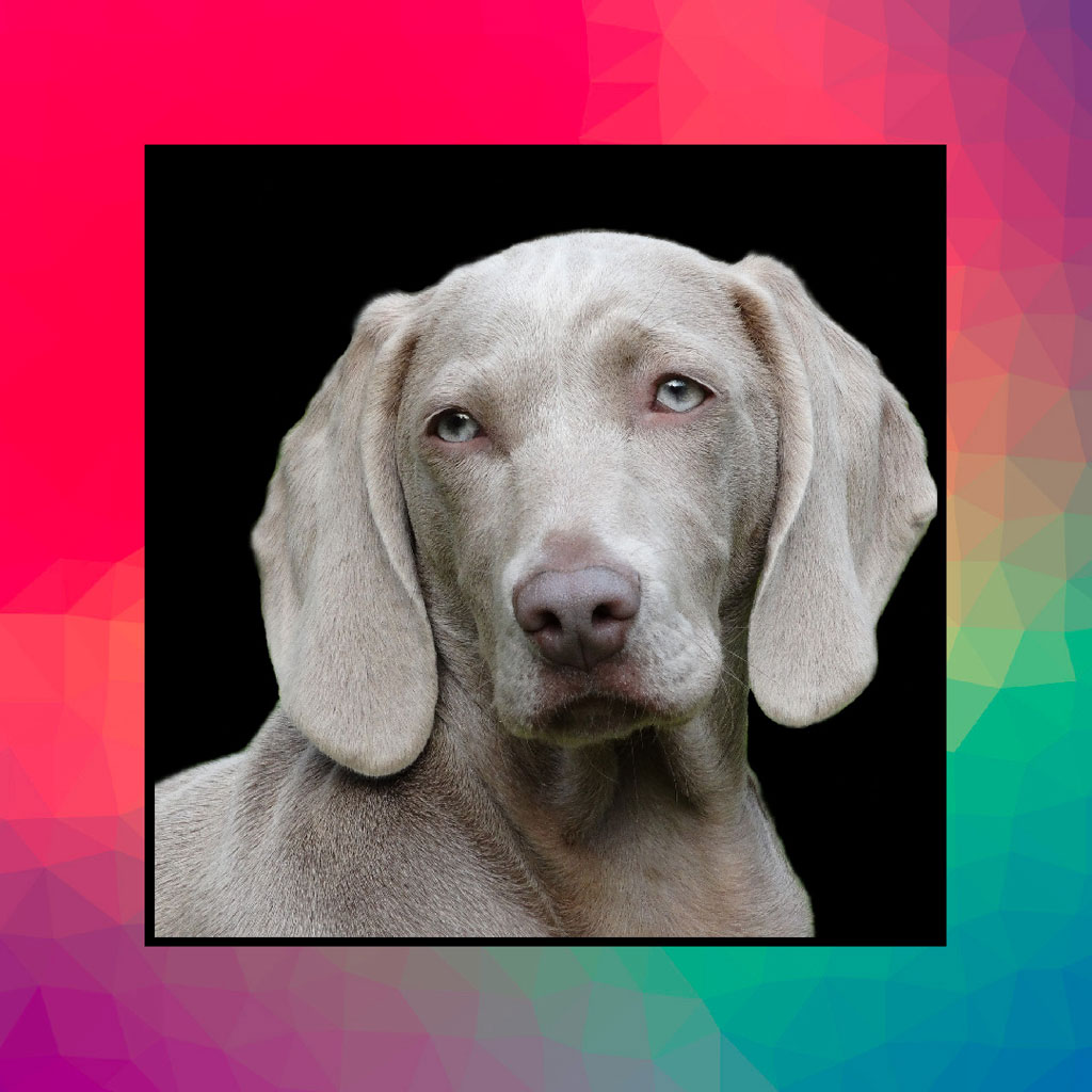 Silver Weimaraner dog with blue eyes