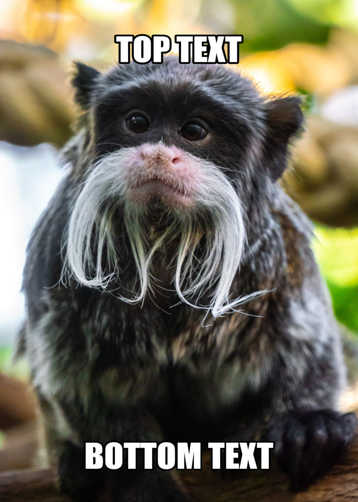 Emperor Tamarin with 'TOP TEXT' and 'BOTTOM TEXT' overlay
