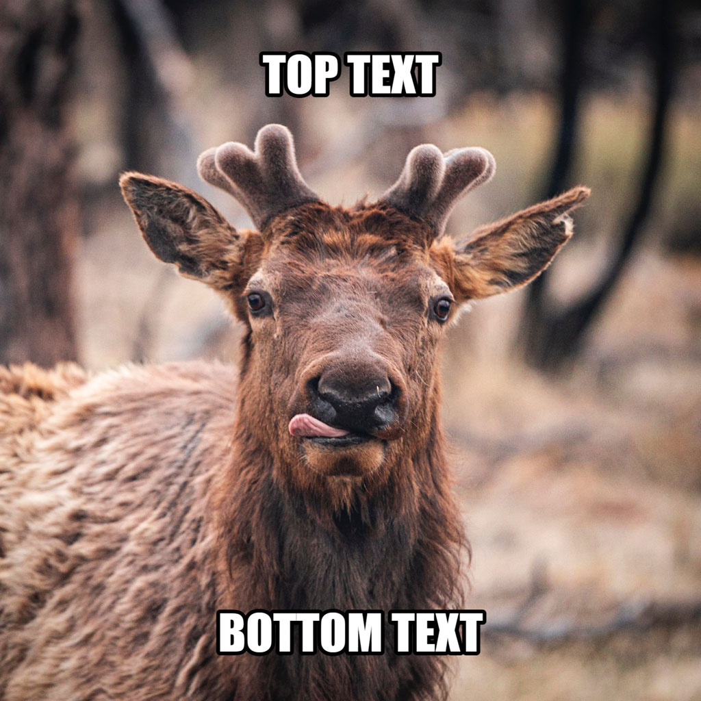 An elk with antlers sticking its tongue out, labeled with top and bottom text areas for meme creation.