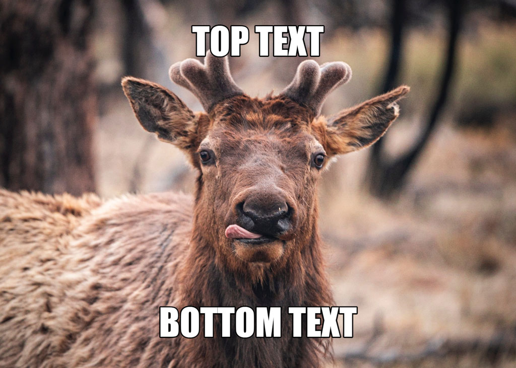 Elk with tongue out and meme text overlay