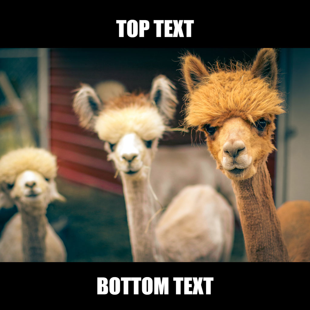 Three alpacas with funny expressions and customizable text overlay