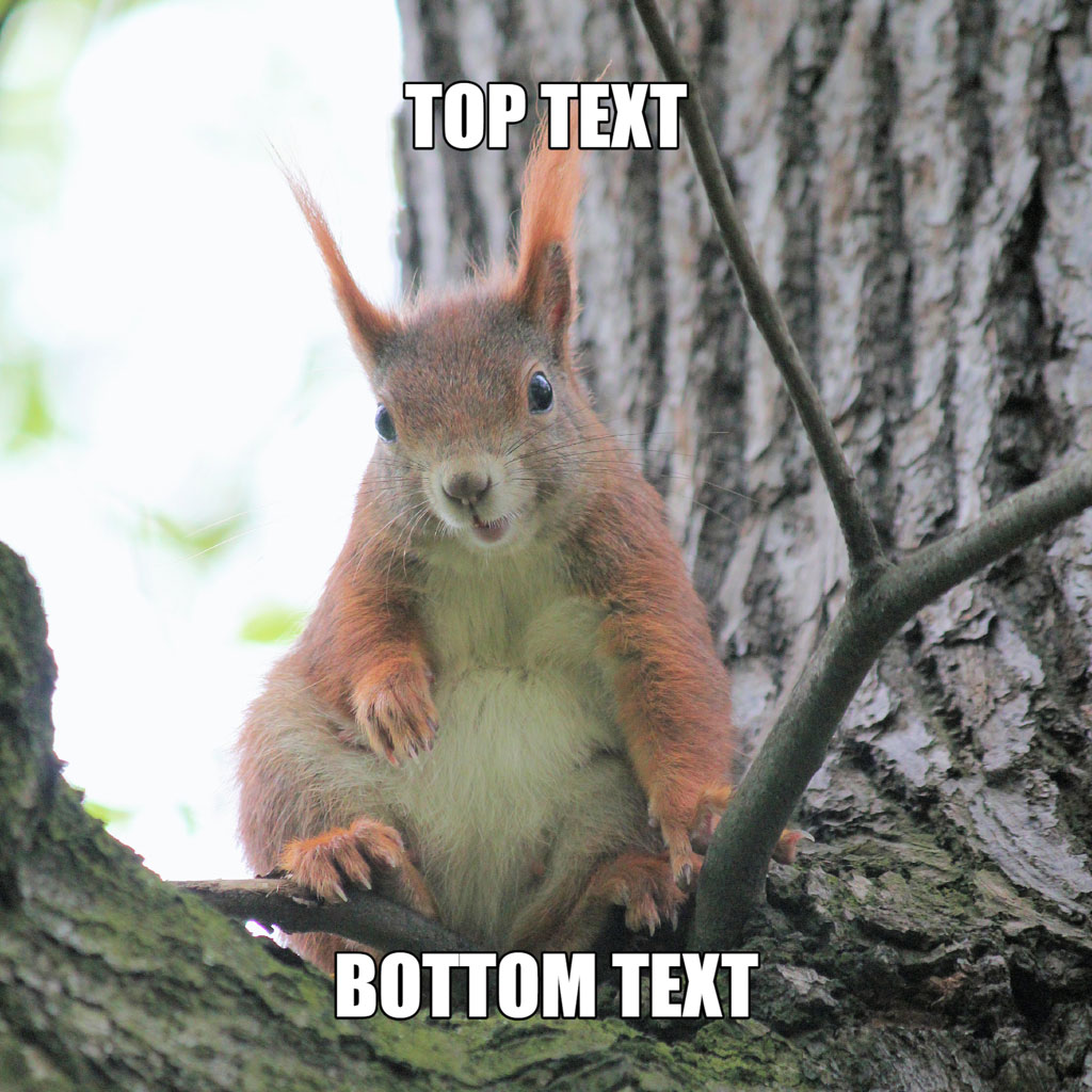 A squirrel sitting on a tree branch with 'TOP TEXT' and 'BOTTOM TEXT' overlaid on the image.