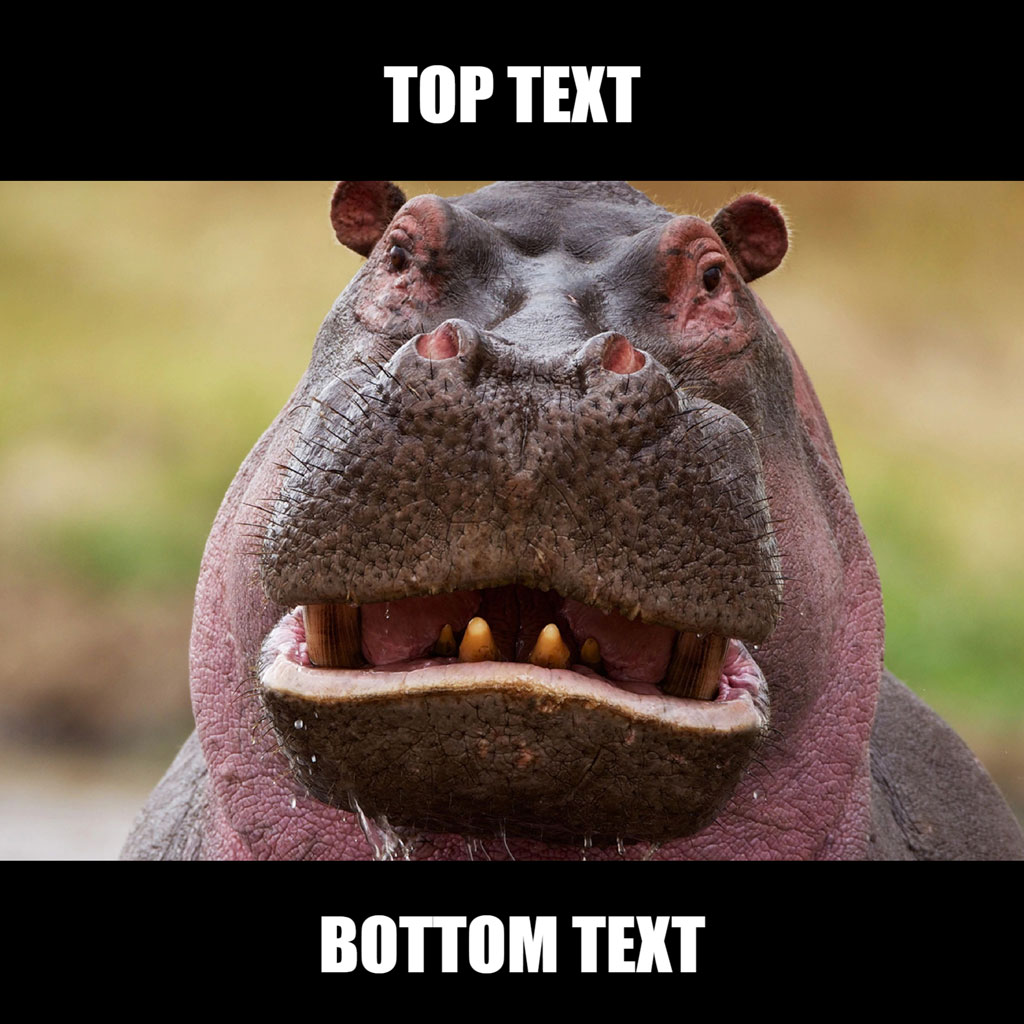 Image of a hippopotamus with open mouth and text overlay areas