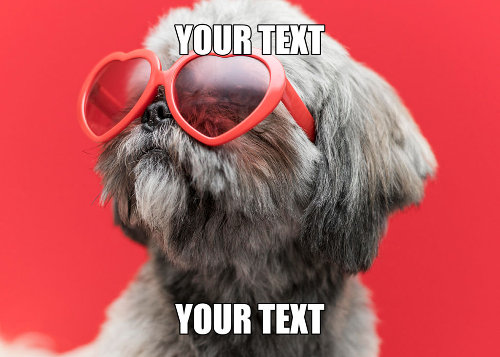 A grey dog with heart-shaped red sunglasses against a red backdrop
