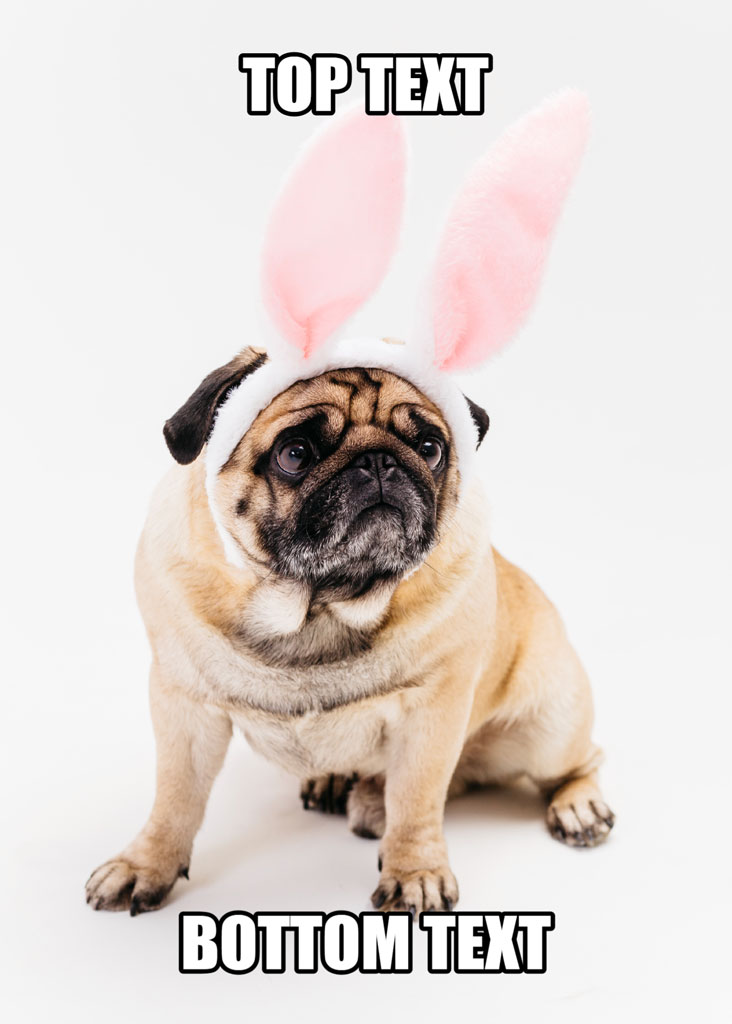 A pug dog wearing bunny ears with space for top and bottom text