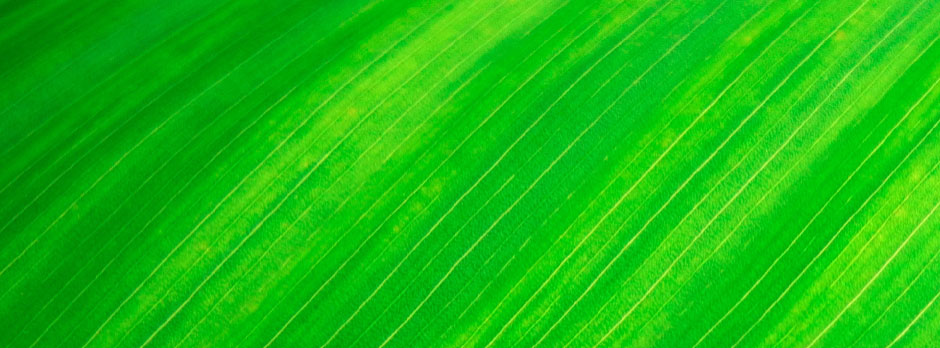A close-up of a bright green leaf