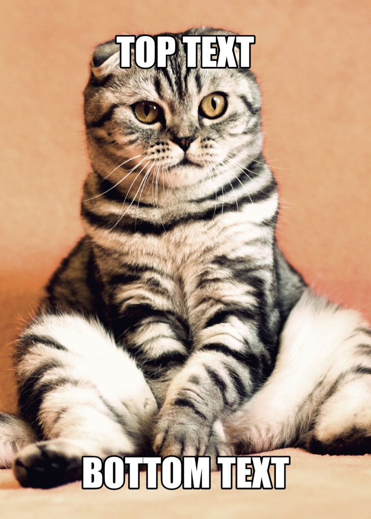 A grey tabby cat with two faces sitting on a beige background with 'TOP TEXT' and 'BOTTOM TEXT' overlaid.