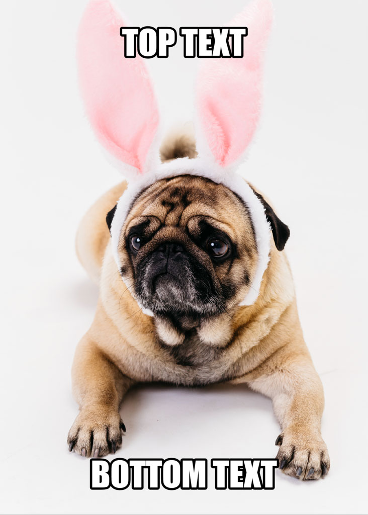 Pug dog with bunny ears on its head