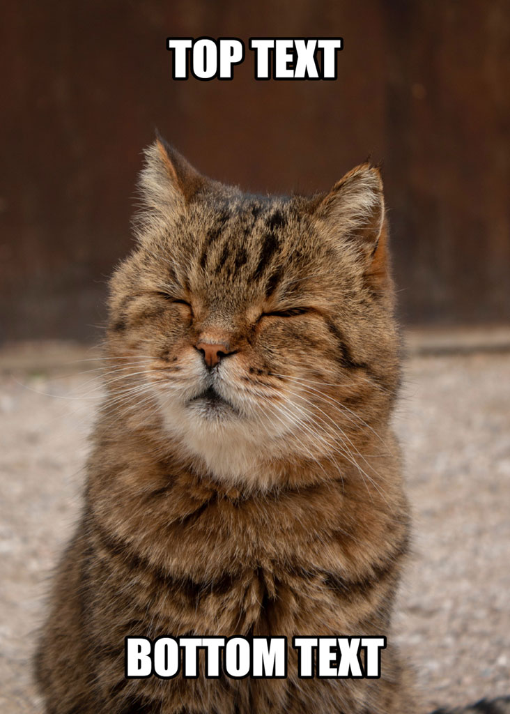 A cat with eyes closed and top and bottom text overlay.