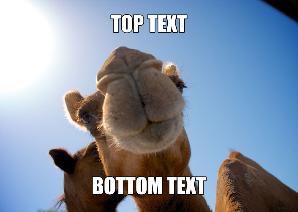 A camel with its fist raised against a blue sky