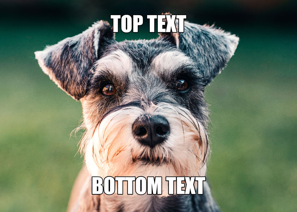 A close-up of a dog's face with text overlay