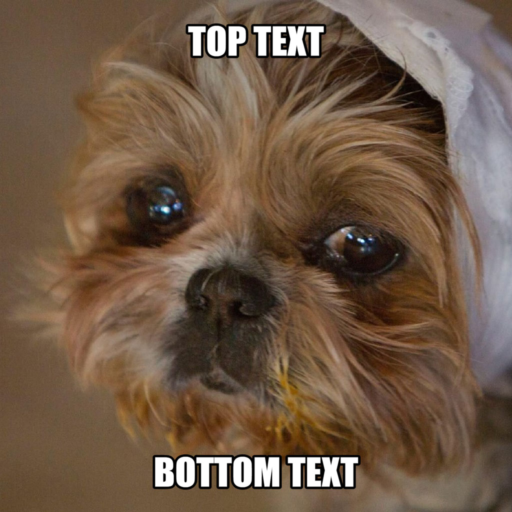 A dog with a white cloth on its head and 'TOP TEXT' and 'BOTTOM TEXT' overlaid on the image.