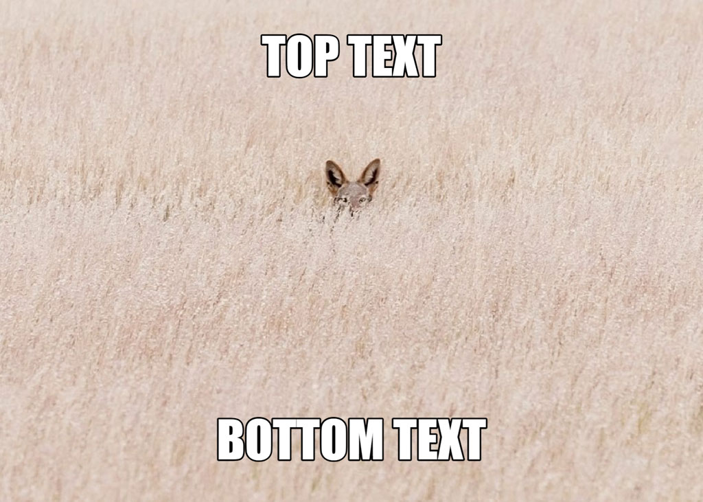 A rabbit's head peeking out from a field with 'TOP TEXT' and 'BOTTOM TEXT' captions.