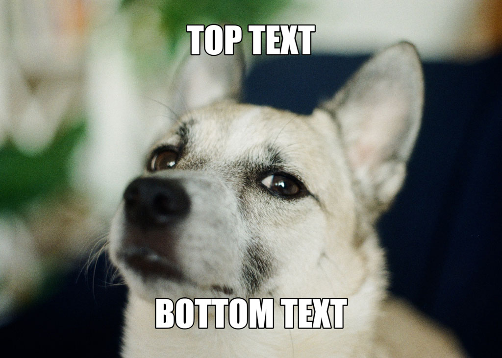 A dog looking upwards with top and bottom text overlay