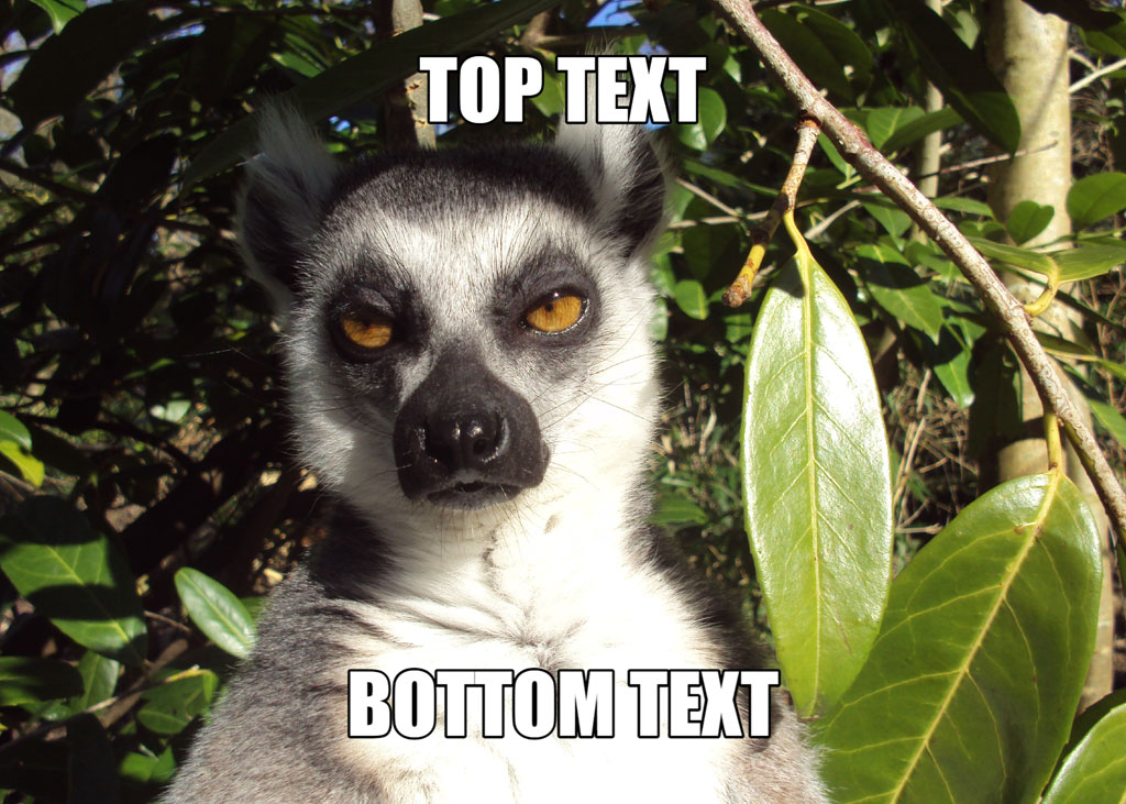 A ring-tailed lemur with a curious expression, surrounded by green leaves and branches, with 'TOP TEXT' and 'BOTTOM TEXT' overlaid on the m