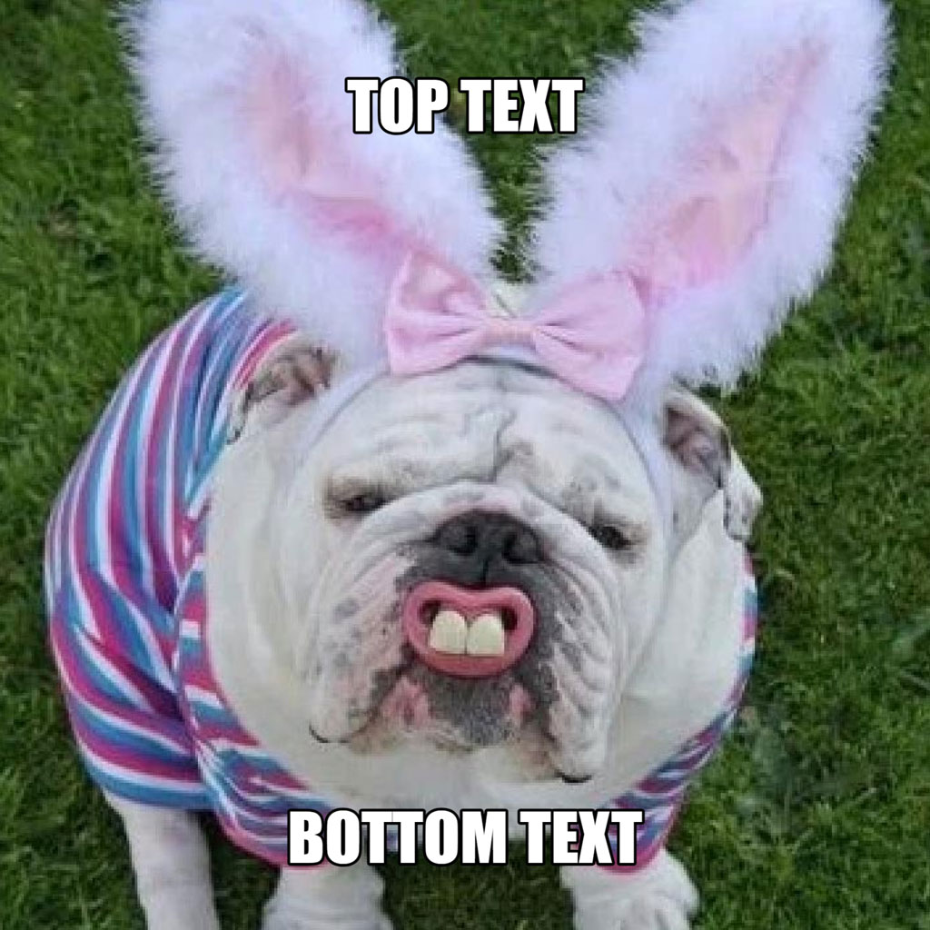 White bulldog wearing bunny ears and striped shirt