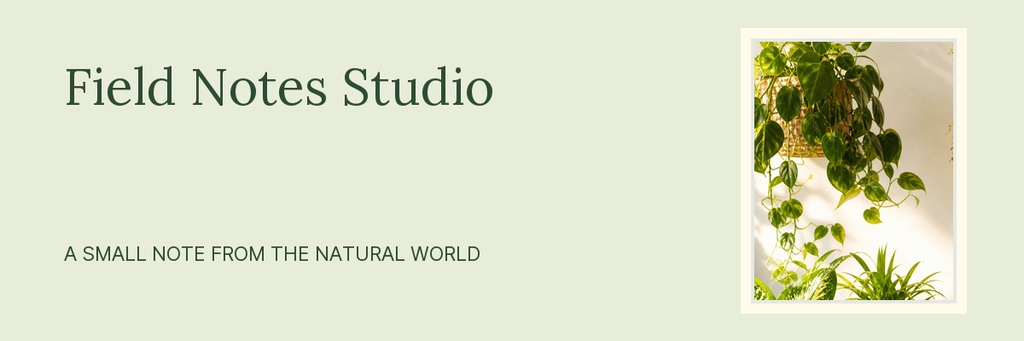 Pale green email header with Field Notes Studio text and a framed plant photo on the right.