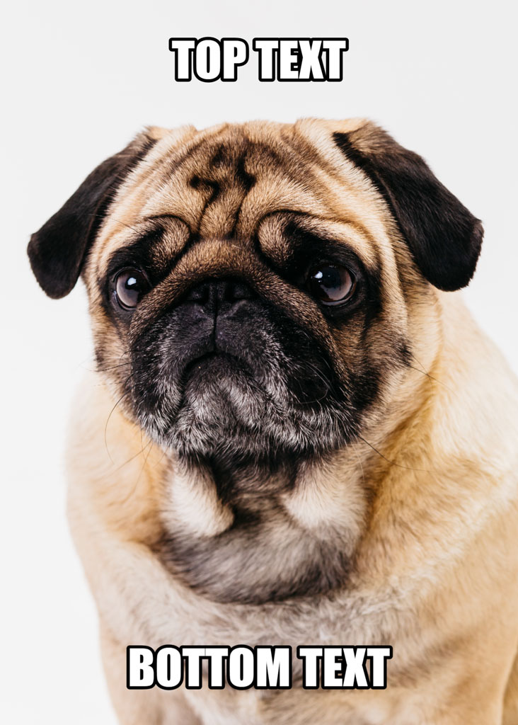 A pug dog with a cute expression and text overlay for creating memes