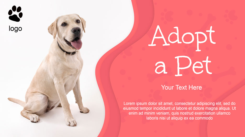 A happy yellow labrador retriever sitting on a white background