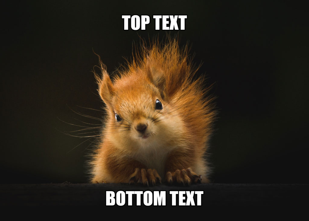 A shocked squirrel with 'TOP TEXT' above and 'BOTTOM TEXT' below