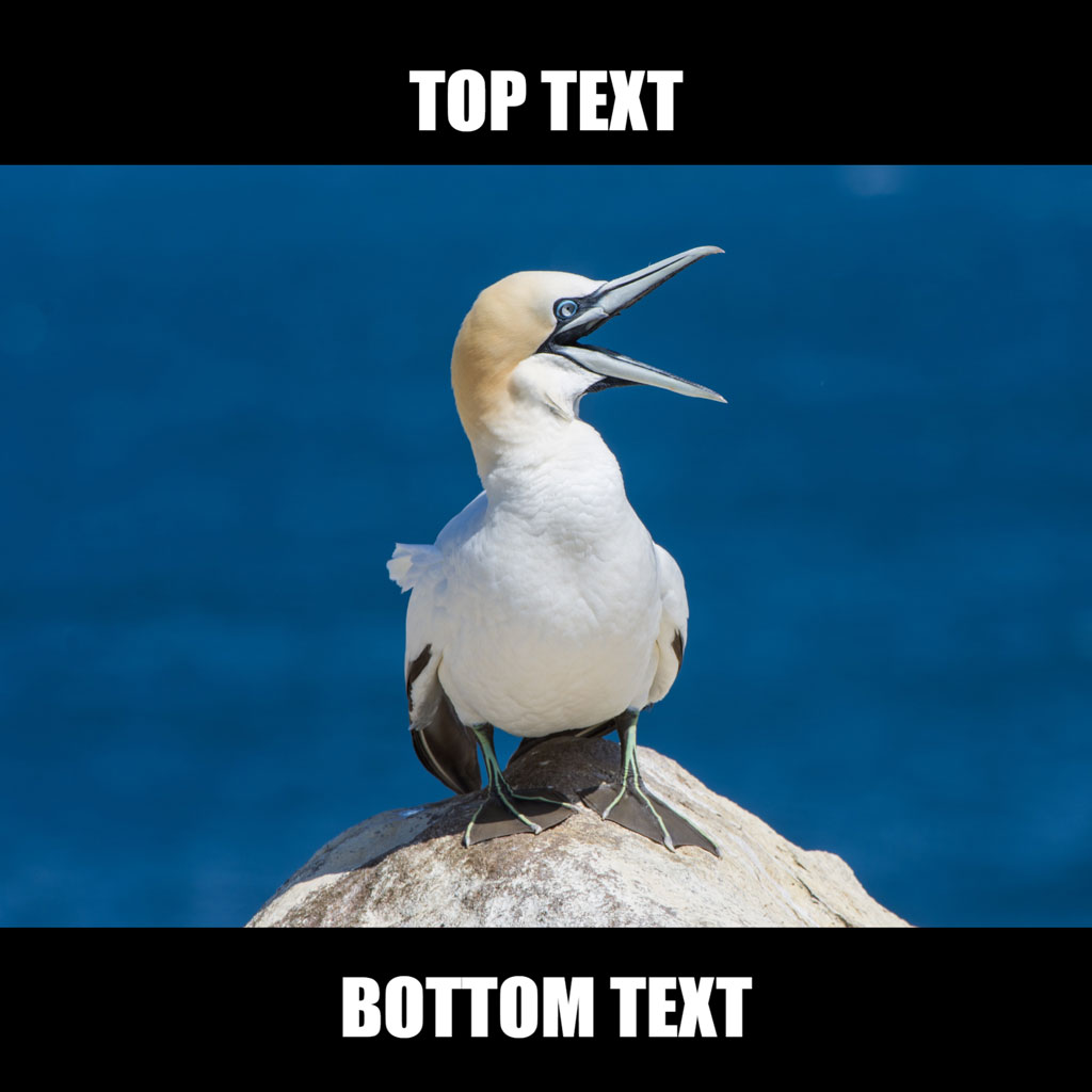 Gannet bird on a rock with open beak