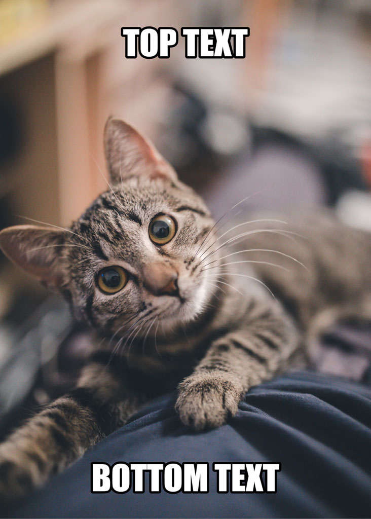 A tabby cat lying on someone's lap with a curious expression