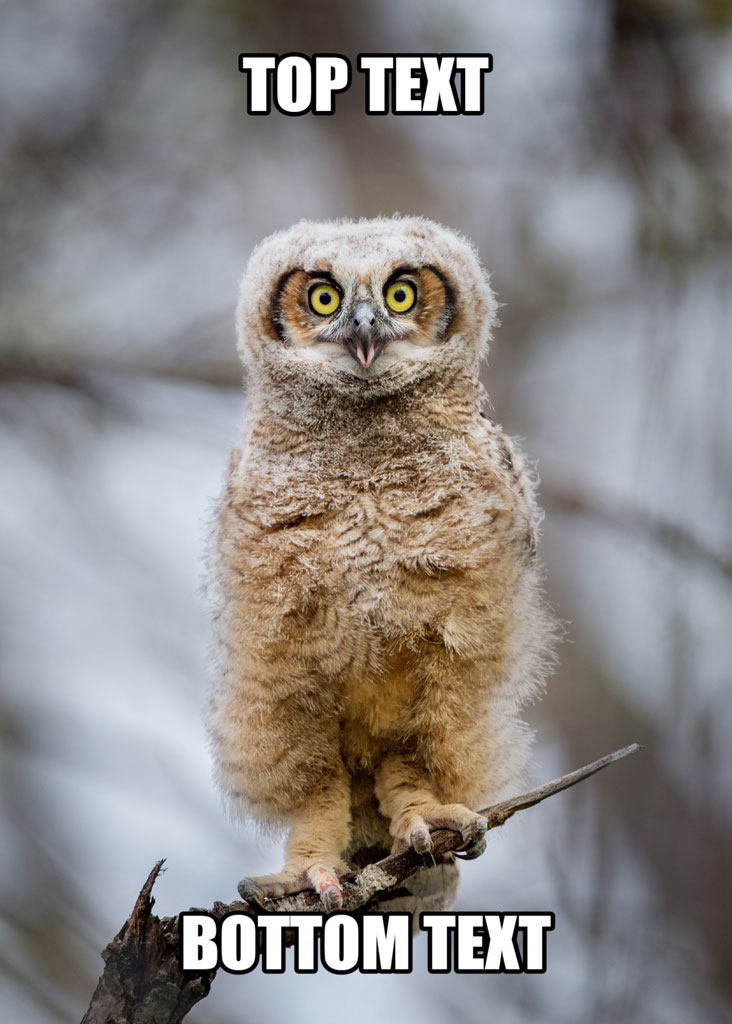 A young owl with large yellow eyes sitting on a branch, captioned with 'TOP TEXT' and 'BOTTOM TEXT'.