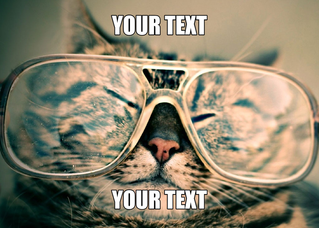 A cat's face wearing large sunglasses