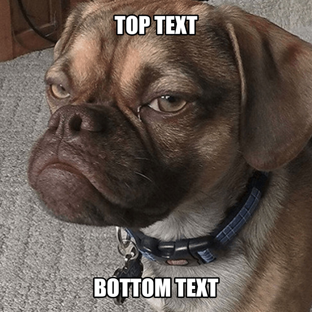 A pug dog with a serious expression and text overlays.