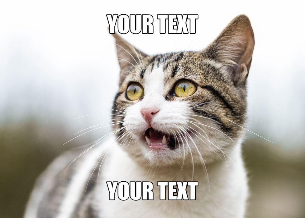 An angry cat with its mouth open and yellow eyes