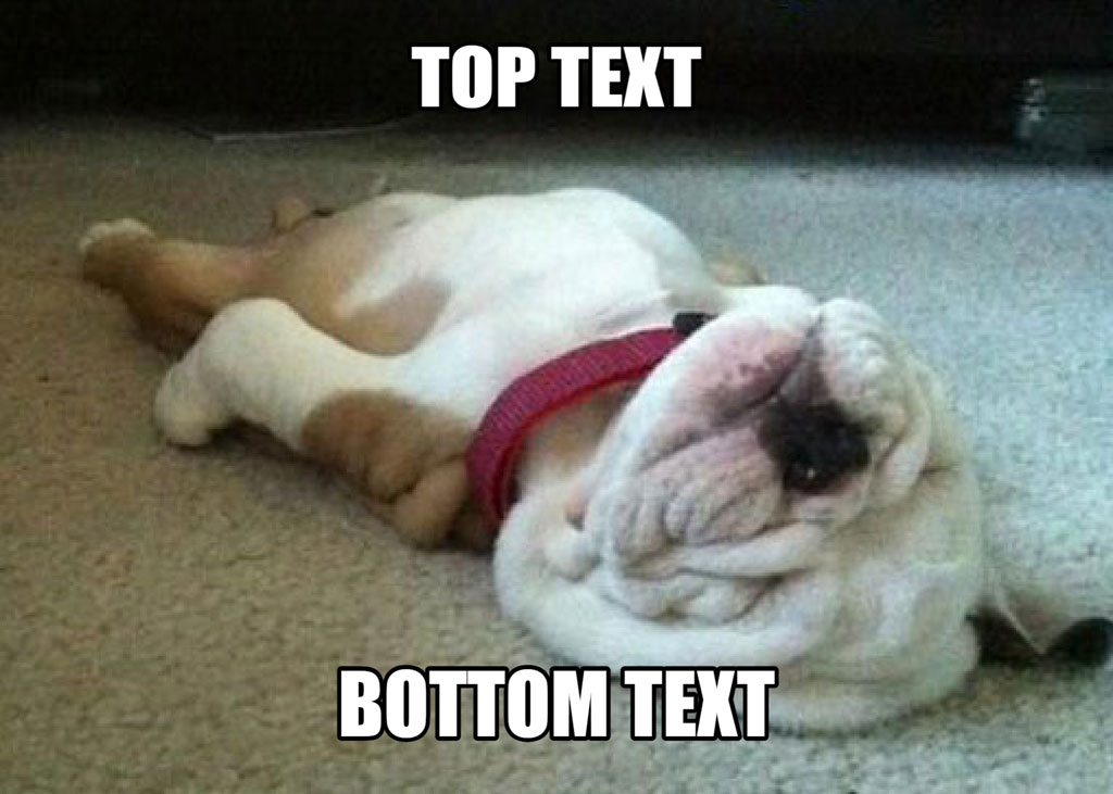 A bulldog lying on its back with a red harness and text overlay