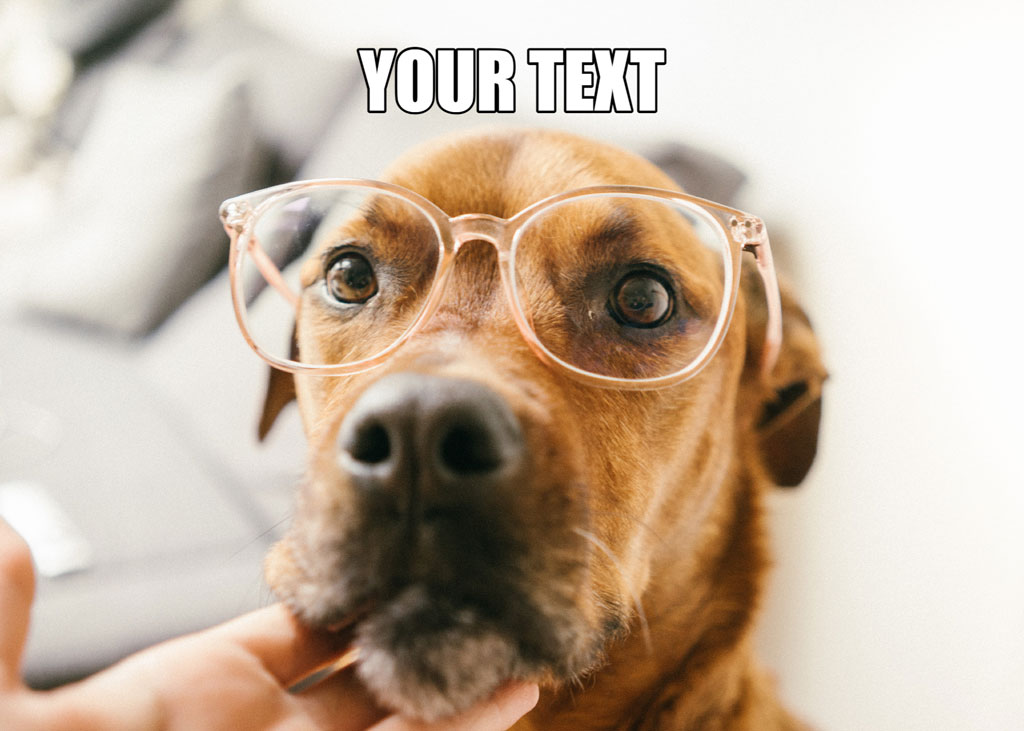 Dog wearing glasses with a person's hand touching its chin