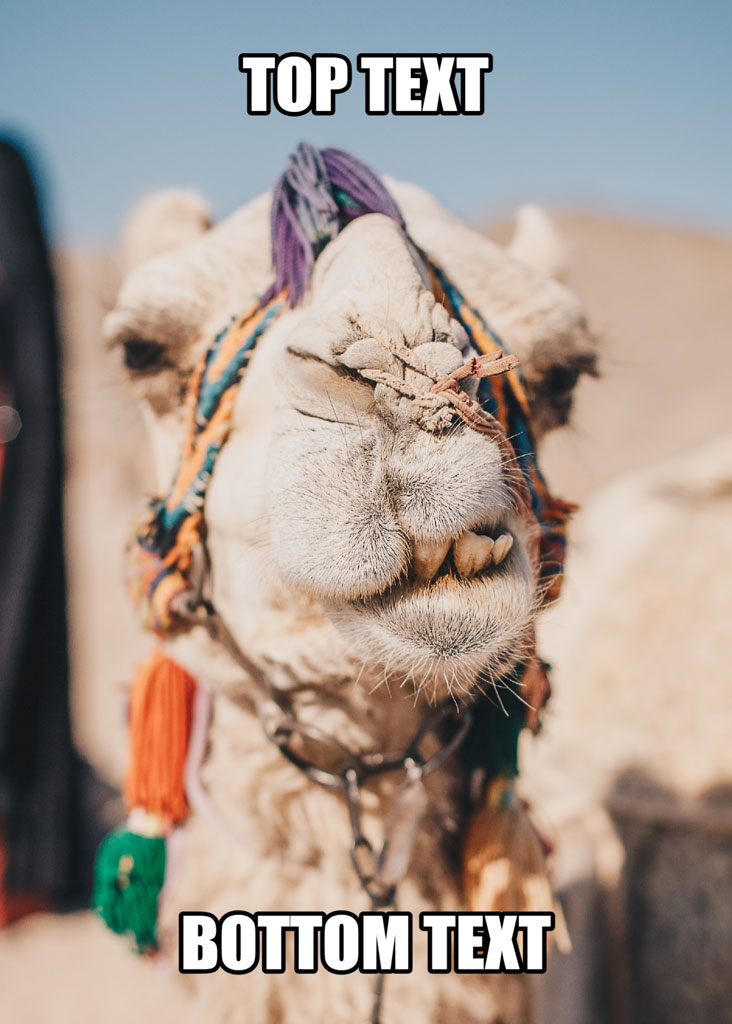 A camel with a colorful harness and purple feather, with 'TOP TEXT' and 'BOTTOM TEXT' overlaid