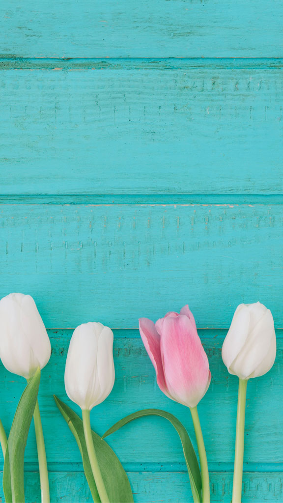 Tulips on a turquoise wooden surface