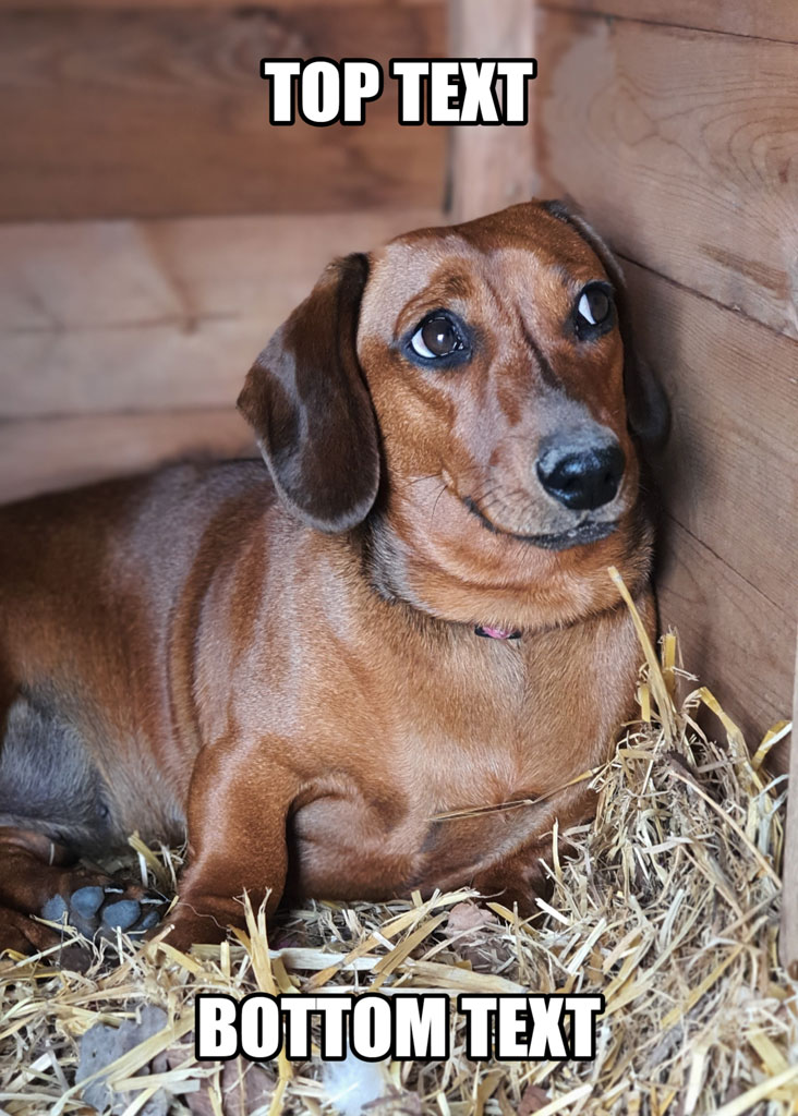 A brown dachshund lying in hay with a wooden background.