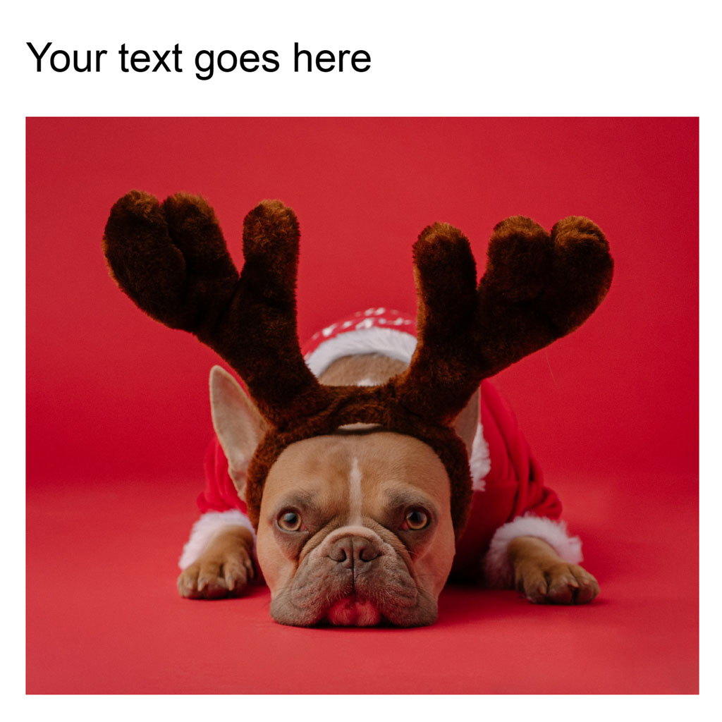 French Bulldog wearing reindeer antlers and Santa costume on red background