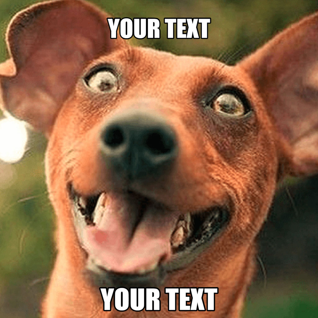 A brown dog with a crazy expression, mouth open and eyes wide.