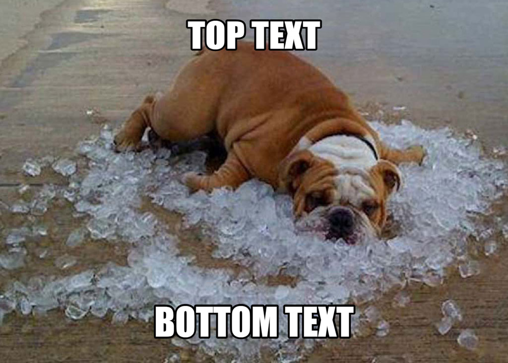 A bulldog lying on a pile of ice with 'TOP TEXT' and 'BOTTOM TEXT' written above and below it.