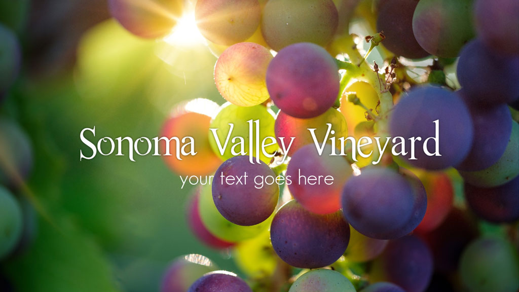 Bunch of grapes in a vineyard with sunlight filtering through