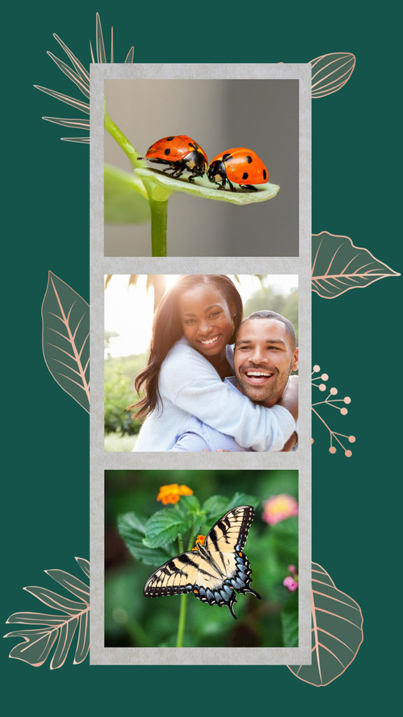 Collage of ladybugs, a loving couple, and a butterfly