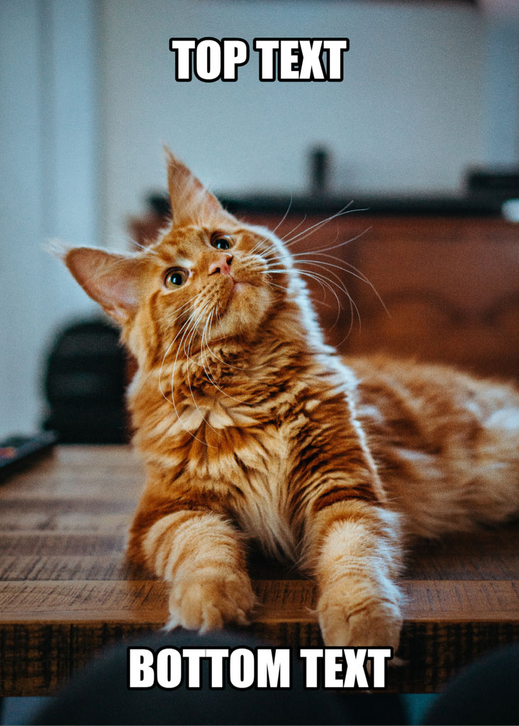 Orange cat meme with top and bottom text