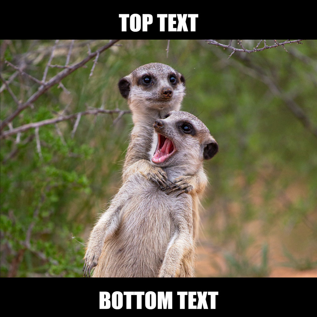 Two meerkats standing upright, one on the other's shoulders, with the top one looking around and the bottom one yawning or screaming.