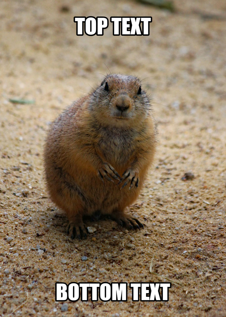 A marmot standing on dirt ground with top and bottom text