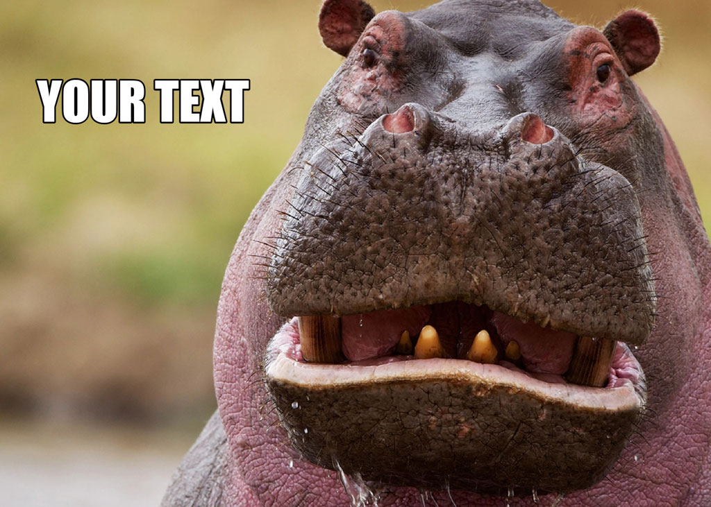 Close-up of a hippopotamus with open mouth