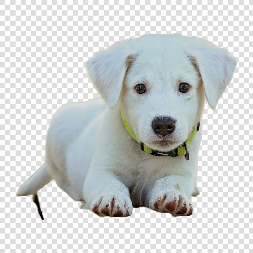 White puppy with yellow collar on black background