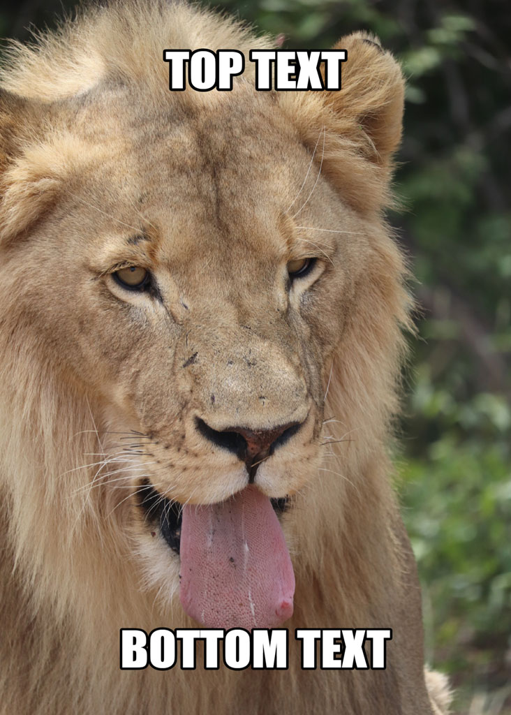 A lion sticking its tongue out with placeholder text for a meme.