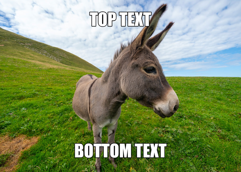 Donkey in a green field with top and bottom text overlay