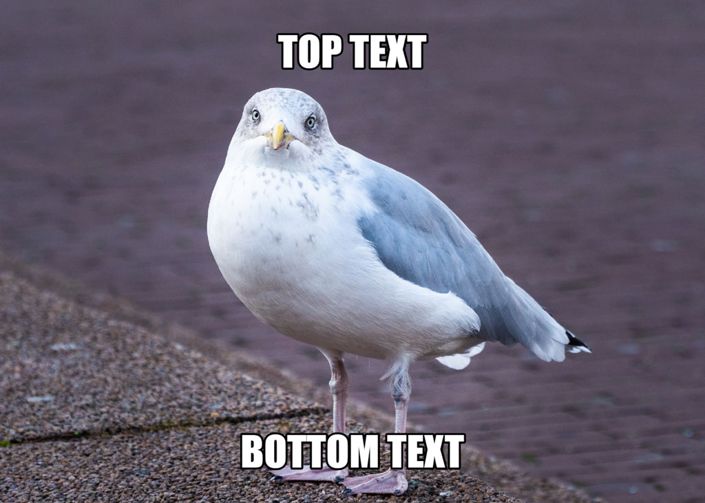 Seagull with top and bottom text