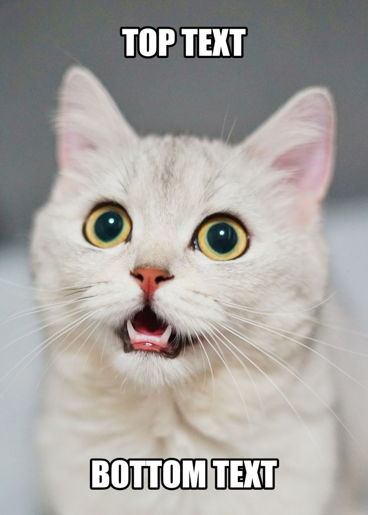 A white cat with a shocked expression and open mouth, captioned with top and bottom text.